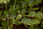 Fadogia ancylantha