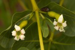 Fadogia ancylantha