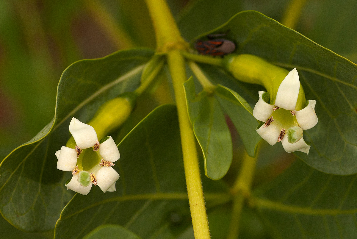 Fadogia ancylantha