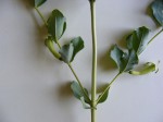 Fadogia ancylantha