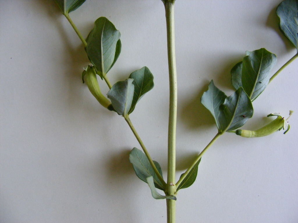 Fadogia ancylantha
