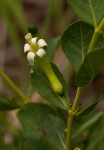 Fadogia ancylantha