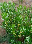 Fadogia homblei