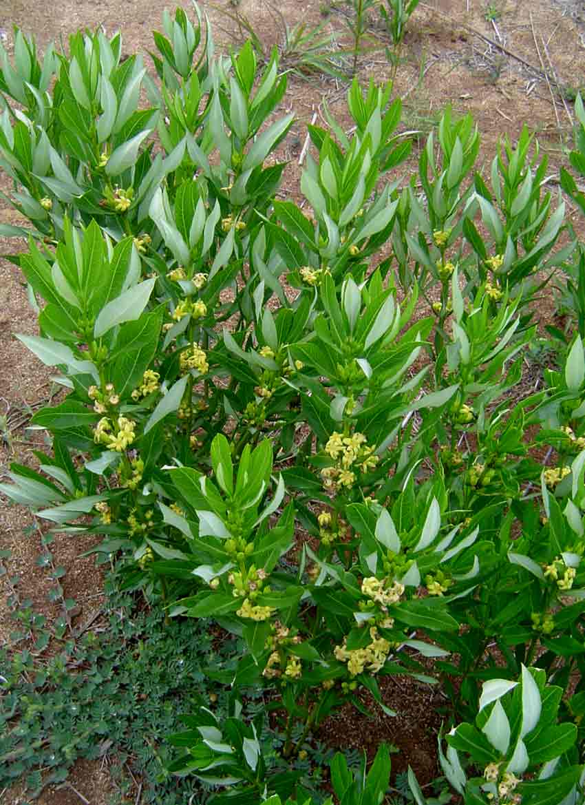 Fadogia homblei