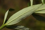 Fadogia homblei