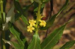 Fadogia homblei