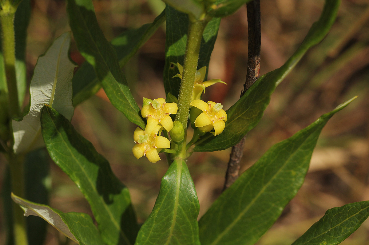 Fadogia homblei