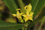 Fadogia homblei