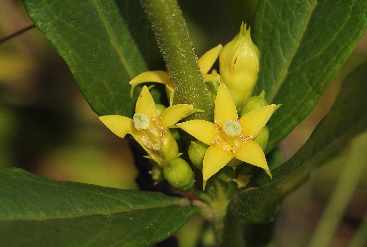 Fadogia homblei