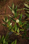 Fadogia homblei