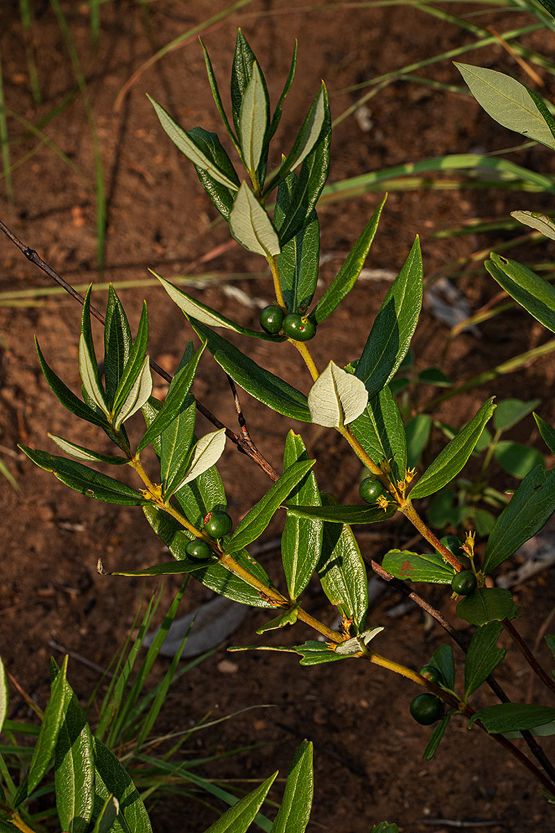 Fadogia homblei