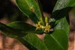 Fadogia homblei