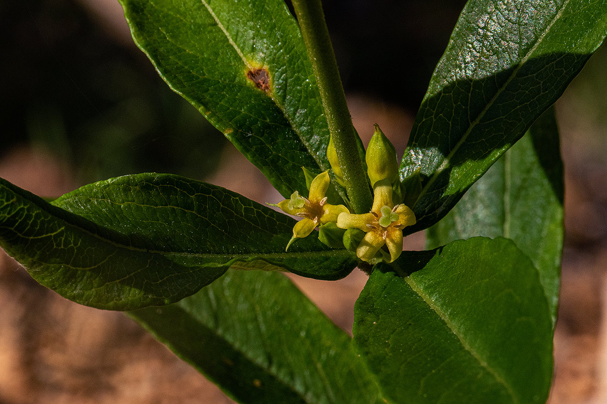 Fadogia homblei