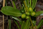 Fadogia homblei