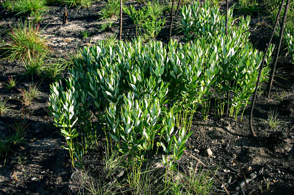 Fadogia homblei
