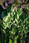 Fadogia homblei