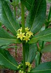 Fadogia homblei