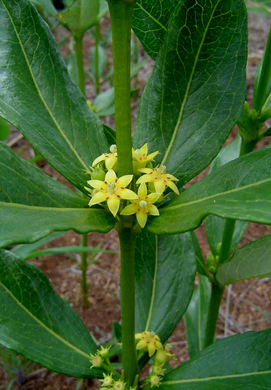 Fadogia homblei