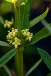Fadogia homblei