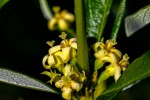 Fadogia homblei