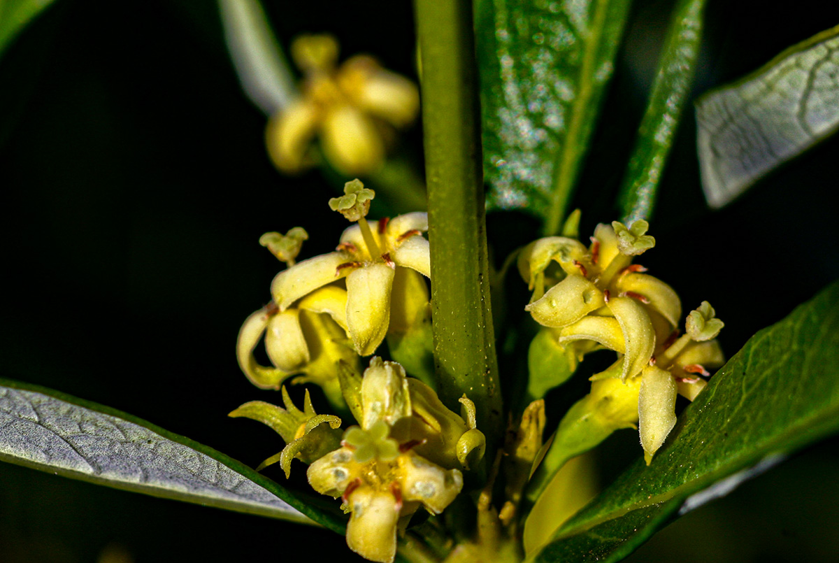 Fadogia homblei