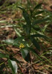 Fadogia homblei