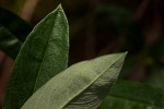 Fadogia homblei