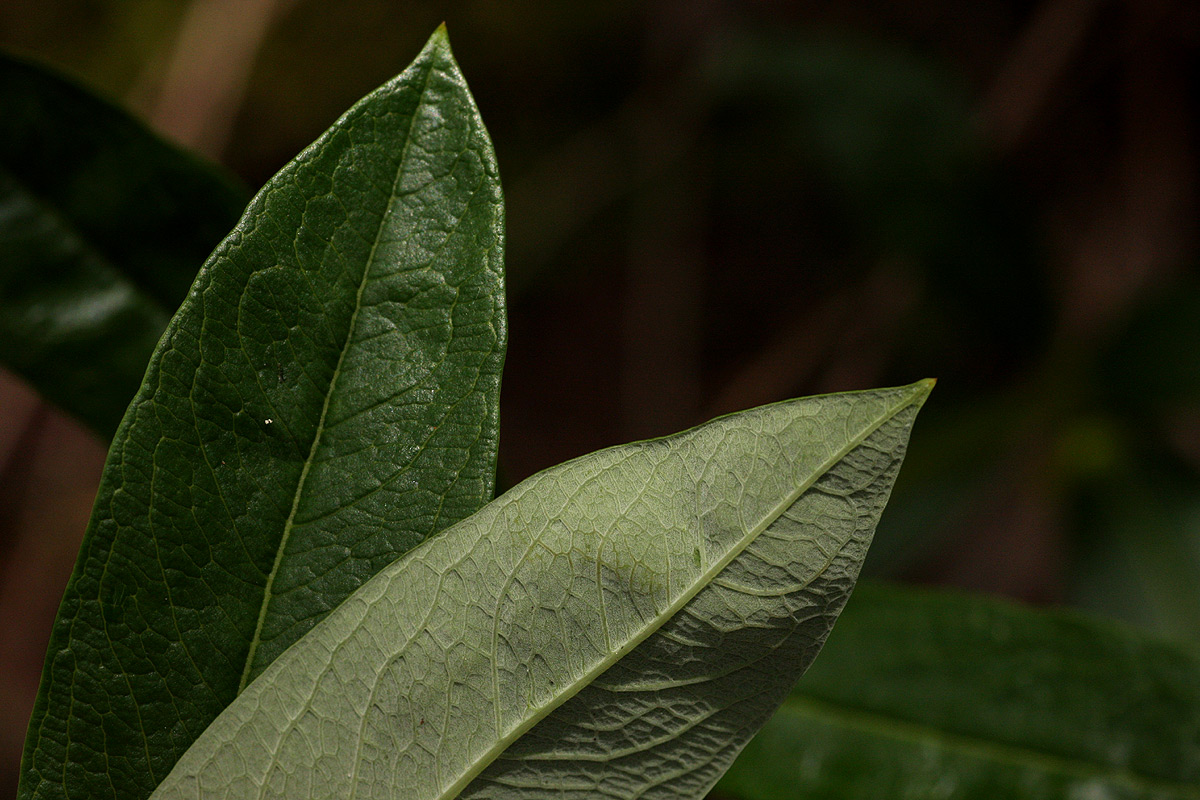 Fadogia homblei