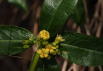 Fadogia homblei