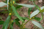 Fadogia homblei