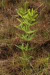 Fadogia homblei