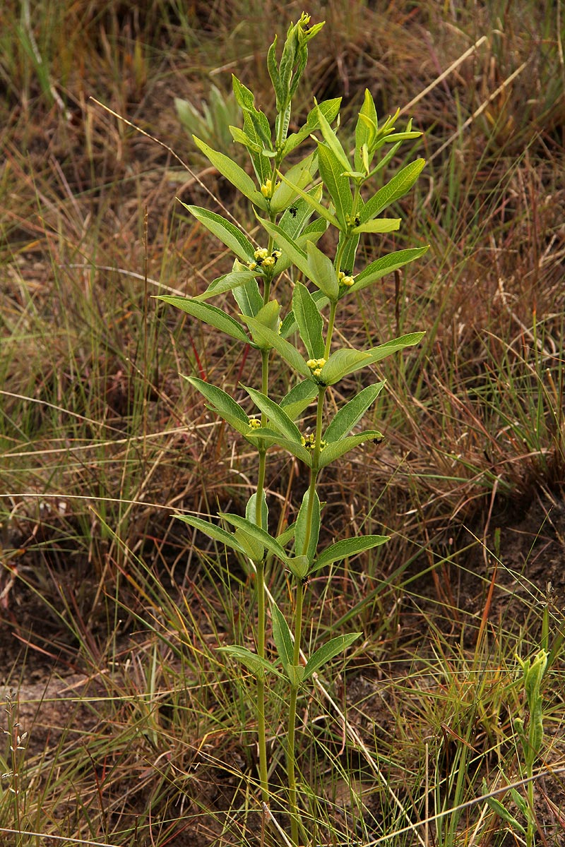 Fadogia homblei