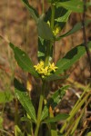 Fadogia homblei