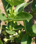 Fadogia stenophylla subsp. odorata