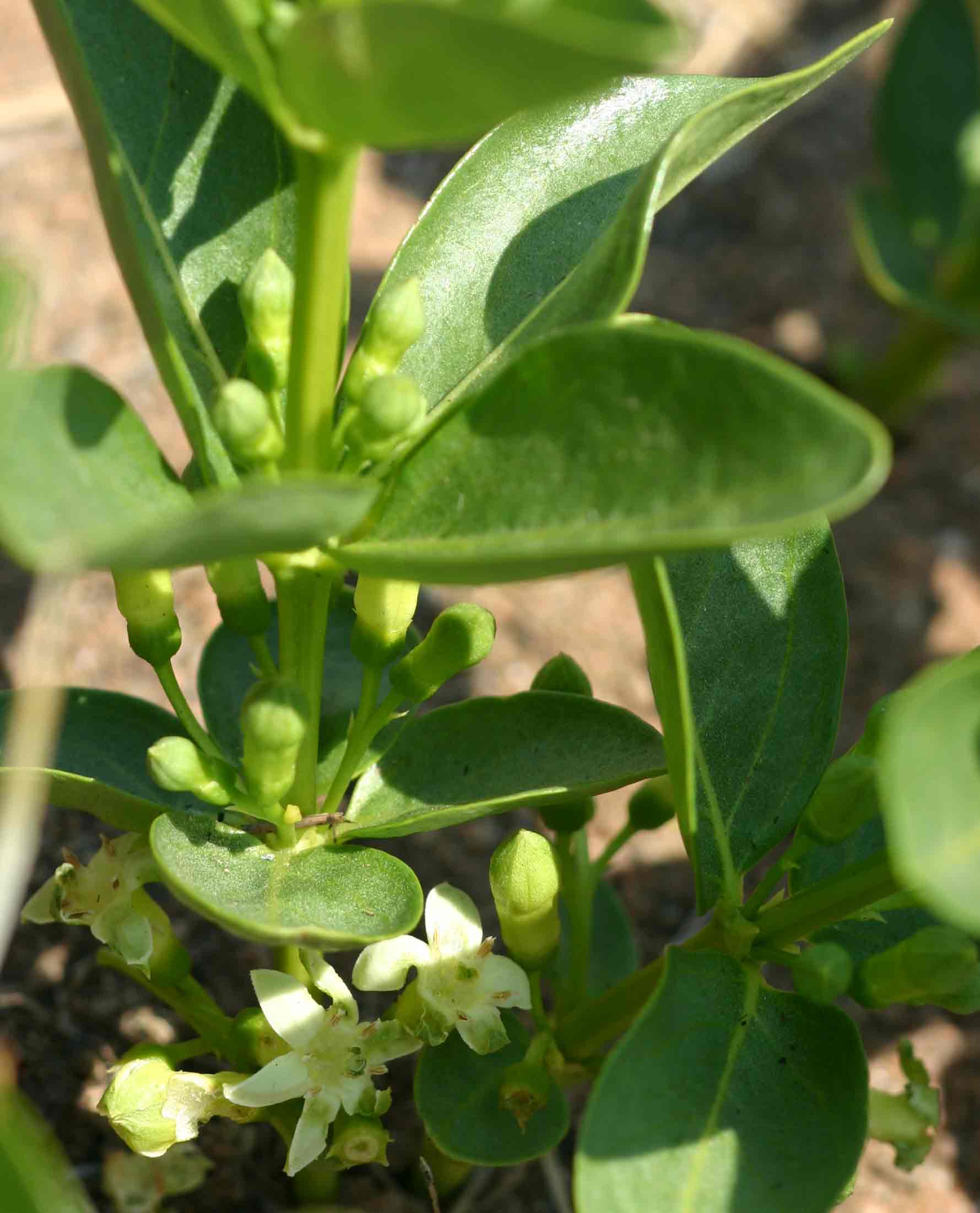 Fadogia stenophylla subsp. odorata