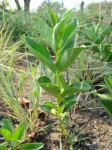 Fadogia stenophylla subsp. odorata