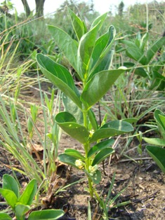 Fadogia stenophylla subsp. odorata