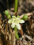 Fadogia stenophylla subsp. odorata
