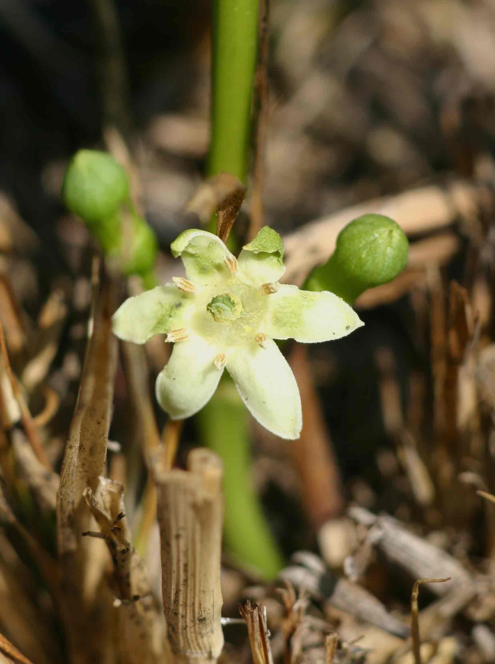 Fadogia stenophylla subsp. odorata