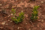 Fadogia stenophylla subsp. odorata