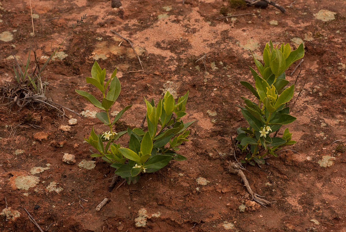 Fadogia stenophylla subsp. odorata