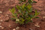 Fadogia stenophylla subsp. odorata