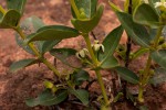 Fadogia stenophylla subsp. odorata