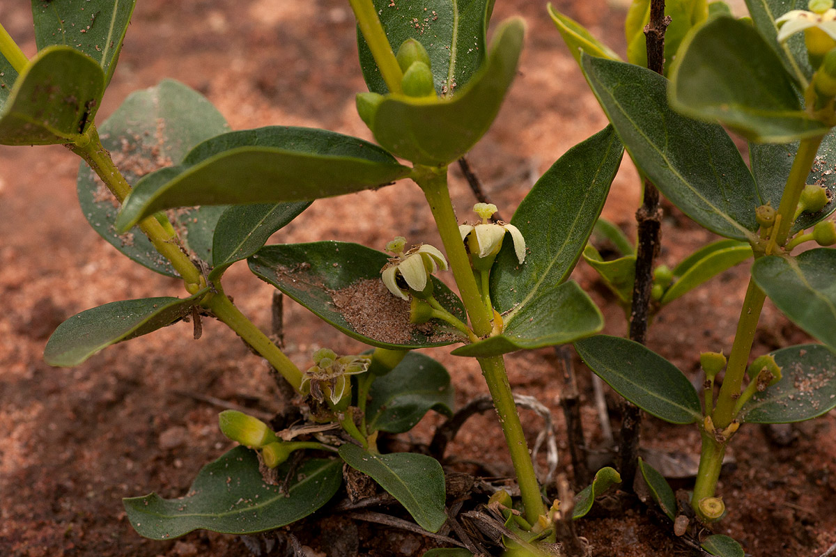 Fadogia stenophylla subsp. odorata