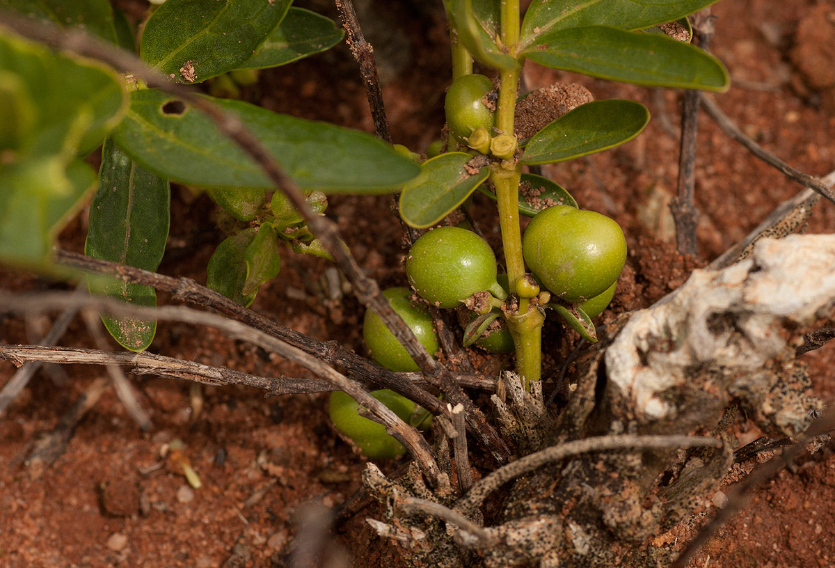 Fadogia stenophylla subsp. odorata