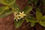 Fadogia stenophylla subsp. odorata