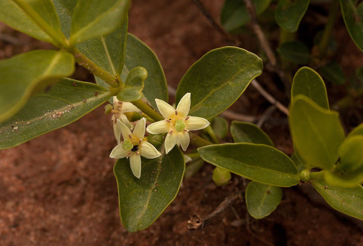 Fadogia stenophylla subsp. odorata