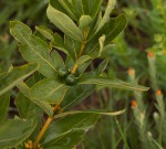 Fadogia tetraquetra var. tetraquetra