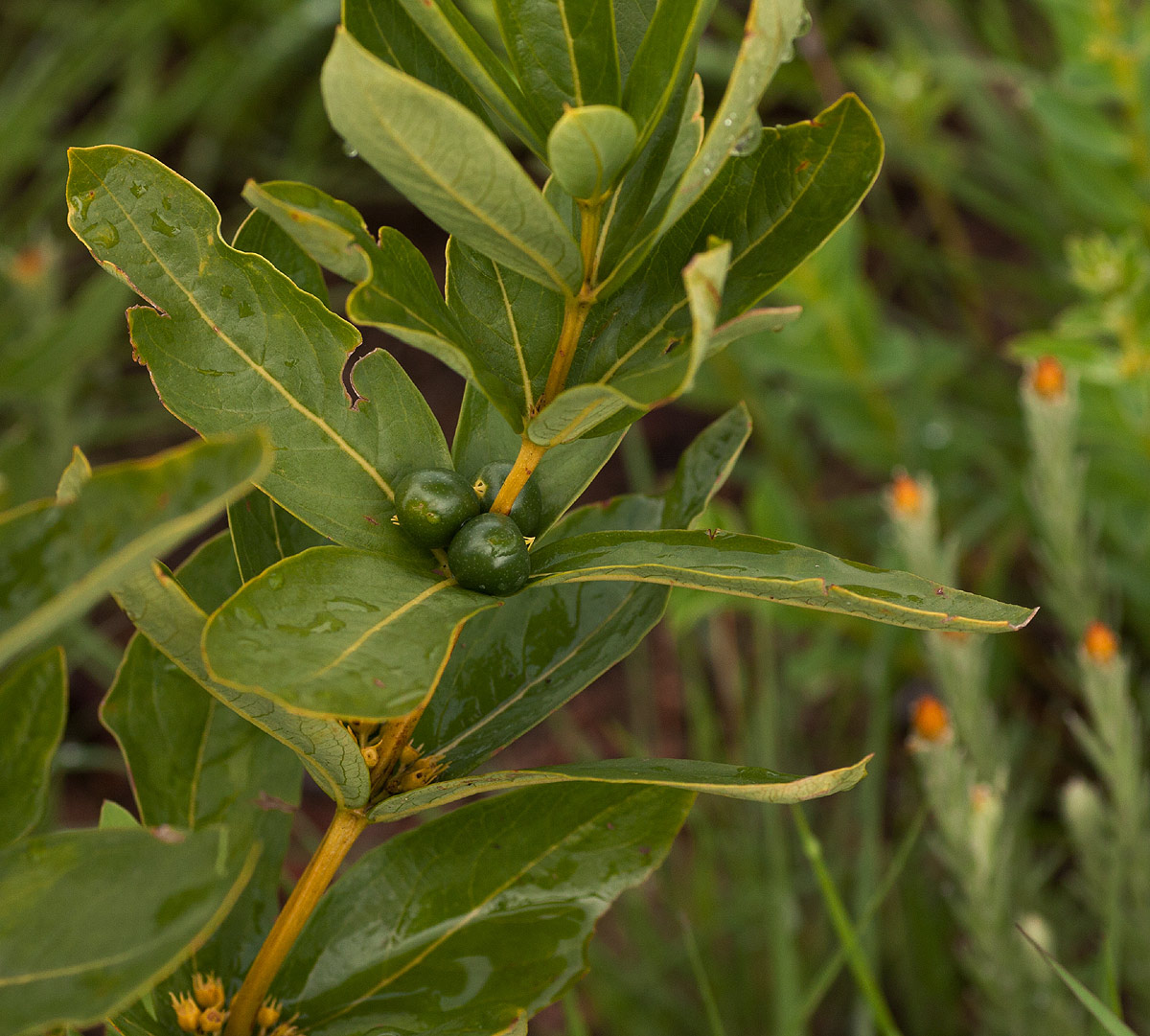 Fadogia tetraquetra var. tetraquetra