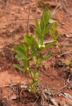 Fadogia tetraquetra var. tetraquetra